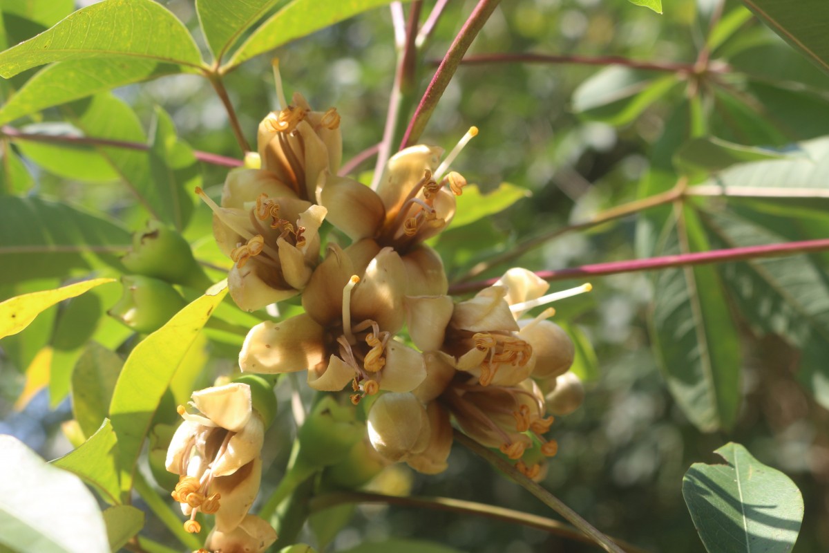 Ceiba pentandra (L.) Gaertn.